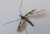 Tipula maxima